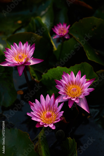 Close-up view of the pink water lilies 