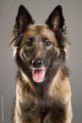 beautiful tervueren belgian shepherd dog close up portrait in the studio on a grey background looking at the camera
