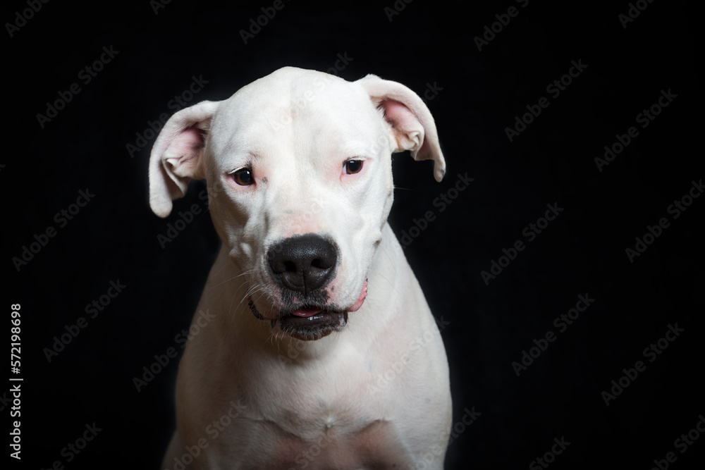 Dogo Argentino im Fotostudio