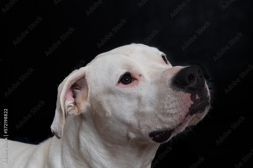 Studio Porträt von einem Dogo Argentino