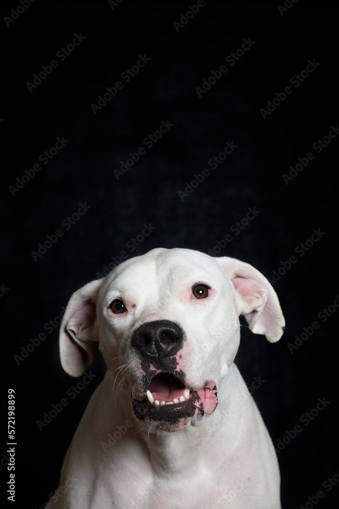 Porträt eines Dogo Argentino vor schwarzem Hintergrund