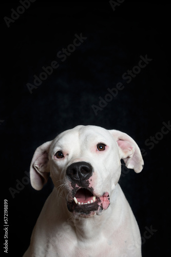 Portr  t eines Dogo Argentino vor schwarzem Hintergrund