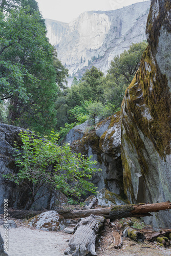 trees in the mountains