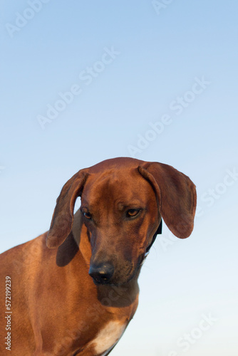 Portr  t eines jungen Rodhesian Ridgeback bei sommerlichen blauen Himmel