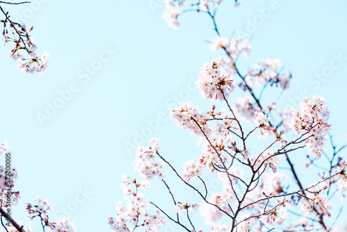 春イメージ 桜の花