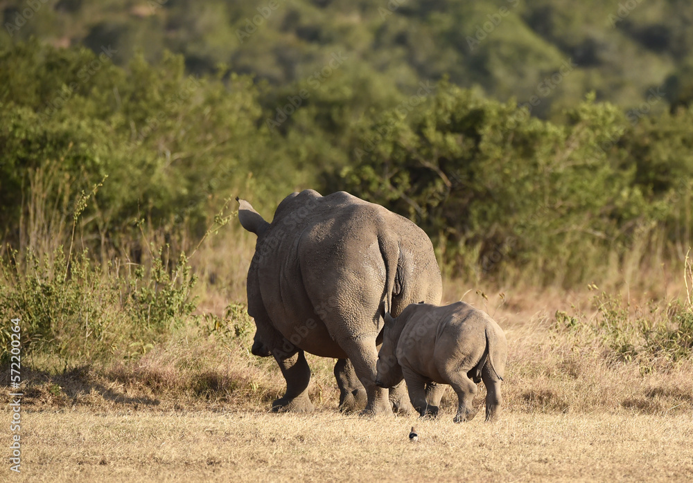 Fototapeta premium Breitmaulnashorn mit Jungtier in Afrika 
