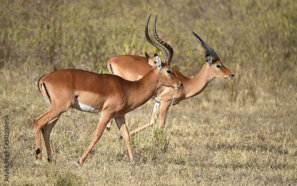 Impala in Kenia Impala in Kenia