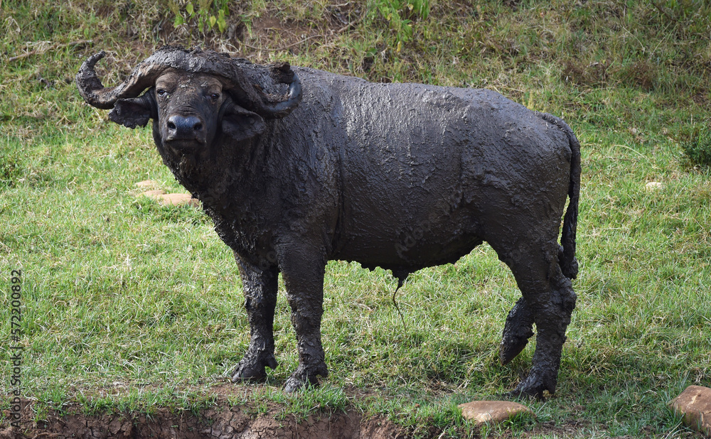 Fototapeta premium Kaffernbüffel nach einem Schlammbad