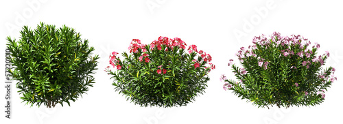 Leinwand Poster Nature shrubs flowery realistic 3d rendering png file