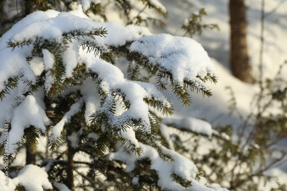 Fir branches covered with snow on winter day