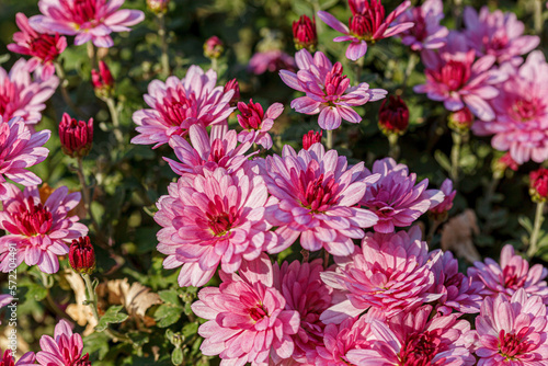 beautiful chrysanthemum flower bushes pink colors