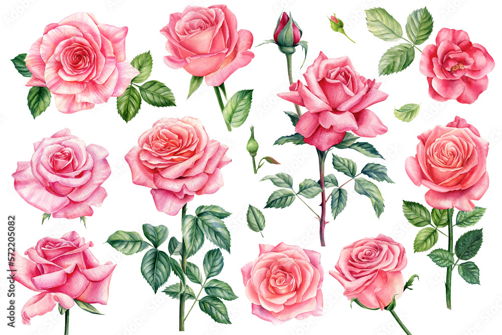 Pink flowers set. Roses, buds and leaves on white background, watercolor illustration, floral clipart Botanical painting Pink flowers set. Roses, buds and leaves on white background, watercolor illustration, floral clipart Botanical painting