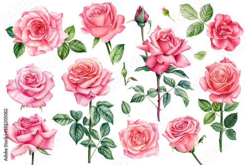 Pink flowers set. Roses, buds and leaves on white background, watercolor illustration, floral clipart Botanical painting