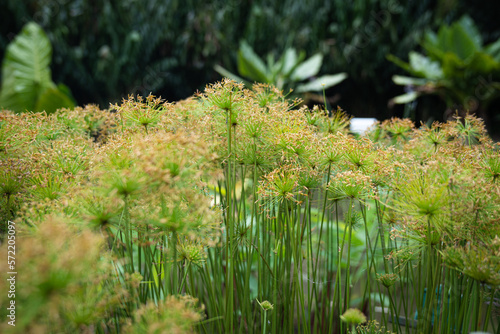 Fotografie, Obraz Beautiful close up view of Cyperus Haspan or Dwarf Papyrus sedge in the pond