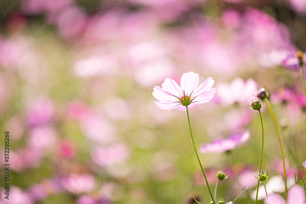 Close up,cosmos flowers in the meadow isolated on blur background. Cosmos flowers with green stem are blooming. Beautiful colorful cosmos blooming in the field. copy space, space for text.