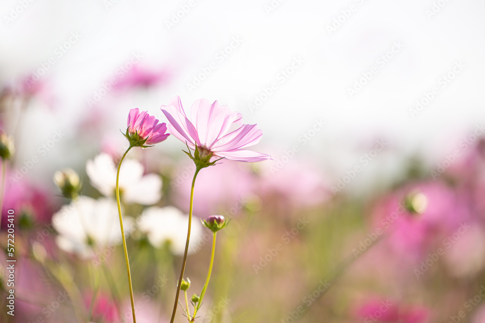 Close up,cosmos flowers in the meadow isolated on blur background. Cosmos flowers with green stem are blooming. Beautiful colorful cosmos blooming in the field. copy space, space for text. Close up,cosmos flowers in the meadow isolated on blur background. Cosmos flowers with green stem are blooming. Beautiful colorful cosmos blooming in the field. copy space, space for text.