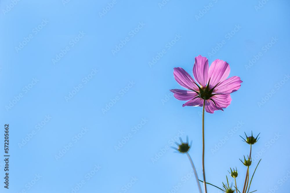 Close up,cosmos flowers in the meadow isolated on blue background. Cosmos flowers with green stem are blooming on blue sky. Beautiful colorful cosmos blooming in the field. copy space, space for text. Close up,cosmos flowers in the meadow isolated on blue background. Cosmos flowers with green stem are blooming on blue sky. Beautiful colorful cosmos blooming in the field. copy space, space for text.