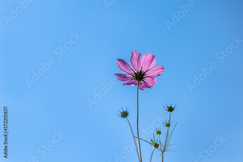 Close up cosmos flowers in the meadow isolated on blue background. Cosmos flowers with green stem are blooming on blue sky. Beautiful colorful cosmos blooming in the field. copy space  space for text.