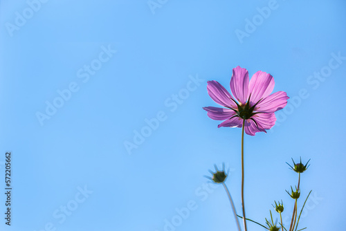 Close up,cosmos flowers in the meadow isolated on blue background. Cosmos flowers with green stem are blooming on blue sky. Beautiful colorful cosmos blooming in the field. copy space, space for text.