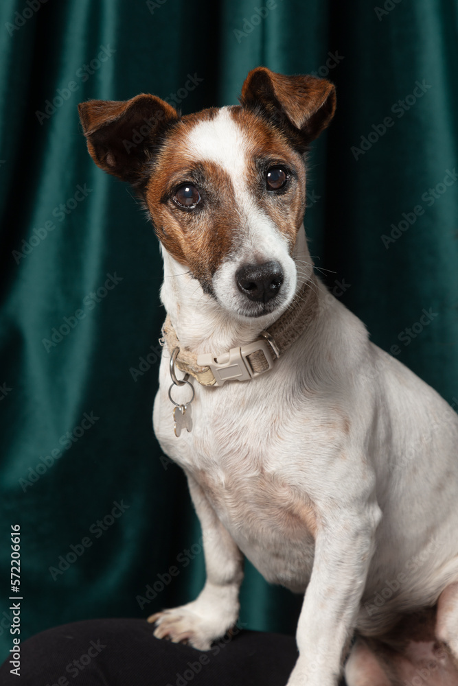 Jack Russell Terrier puppy  ( 9 years old)