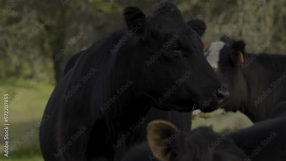Black Angus Cattle Sniffing the Air Black Angus Cattle Sniffing the Air
