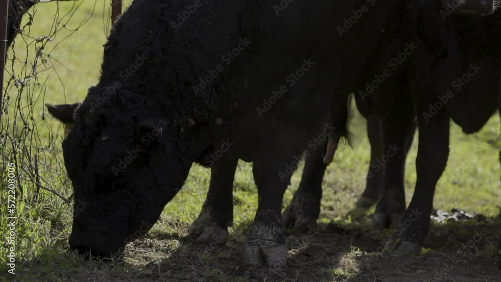 Bull Cattle Kicking up Dirt Towards Another Bull Bull Cattle Kicking up Dirt Towards Another Bull