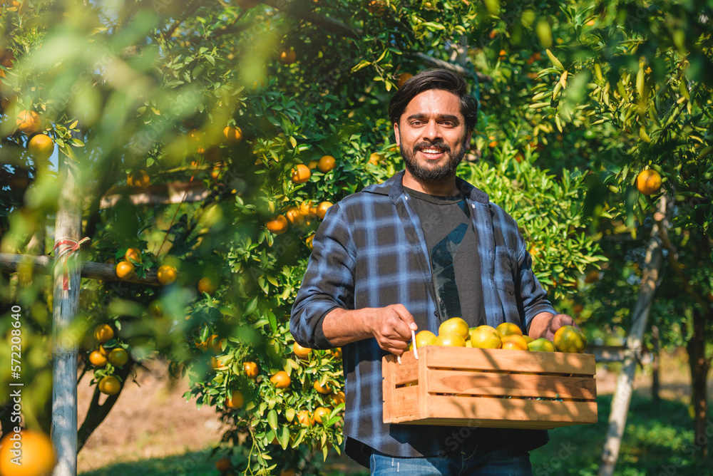 Asian indian man farmer working in organic orange plantation. Happy ...