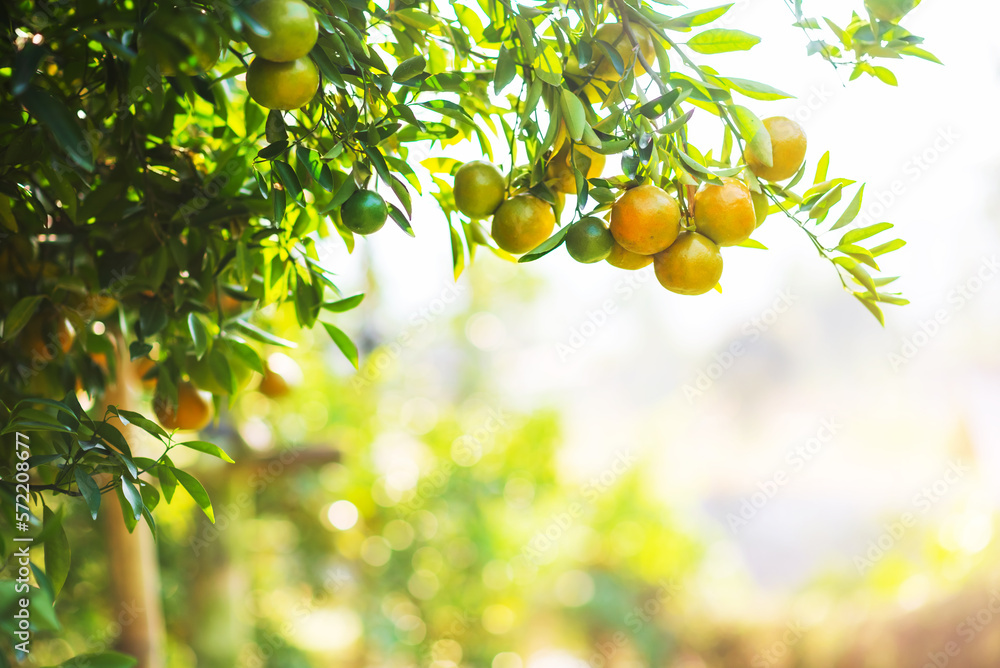 Orange fruit in orchard farm tropical fruit with bokeh background, Agriculture product orange in farmland industry.