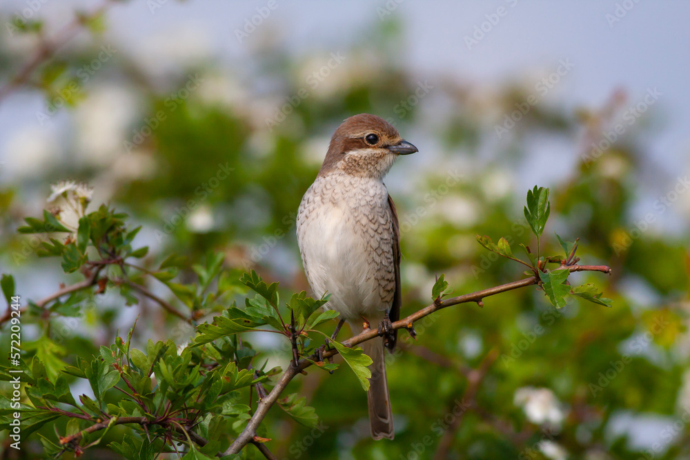 bird looking around in woodland, Red-backed Shrike, Lanius collurio bird looking around in woodland, Red-backed Shrike, Lanius collurio