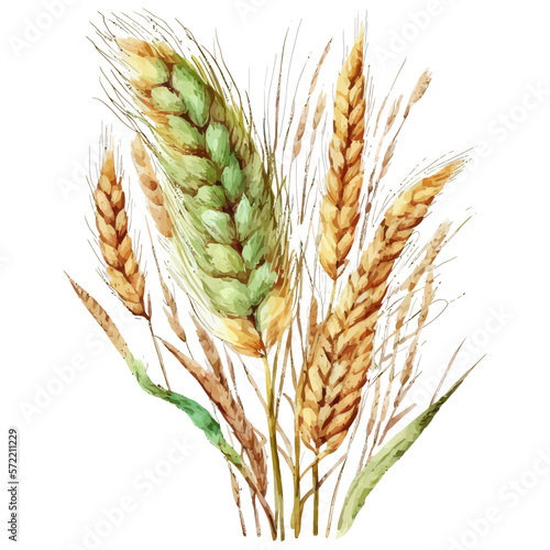 Watercolor spikelets of rye product illustration. Hand-drawn illustration isolated on white background in boho style.