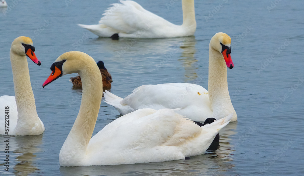 Obraz premium Birds of Europe. Mute swan (Cygnus olor), gulls and ducks - wintering waterfowl in the Black Sea