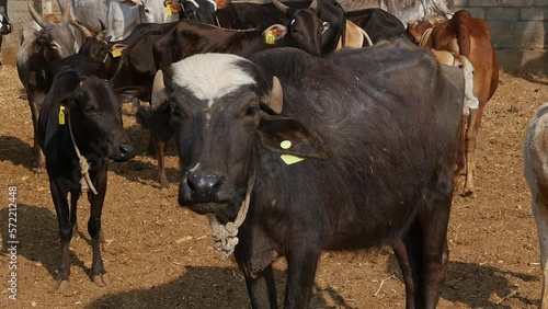 Closeup of a water buffalo or murrah buffalo amidst cattle photo