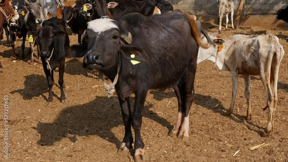 Closeup of a water buffalo or murrah buffalo amidst cattle Closeup of a water buffalo or murrah buffalo amidst cattle