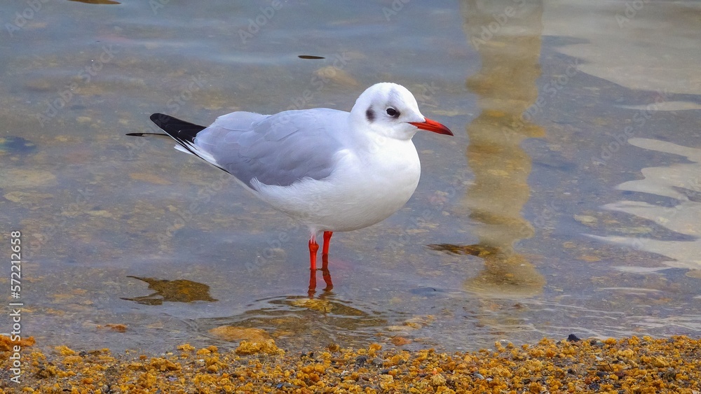 Fototapeta premium The black-headed gull (Larus (Chroicocephalus) ridibundus). Birds of Ukraine