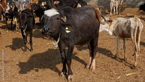 Wallpaper Mural Closeup of a water buffalo or murrah buffalo amidst cattle Torontodigital.ca