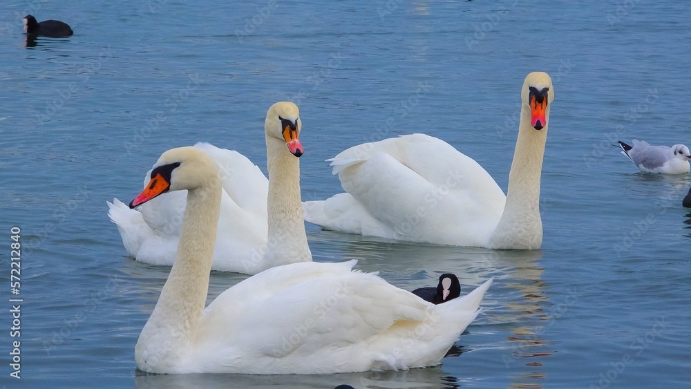 Obraz premium Birds of Europe. Mute swan (Cygnus olor), gulls and ducks - wintering waterfowl in the Black Sea