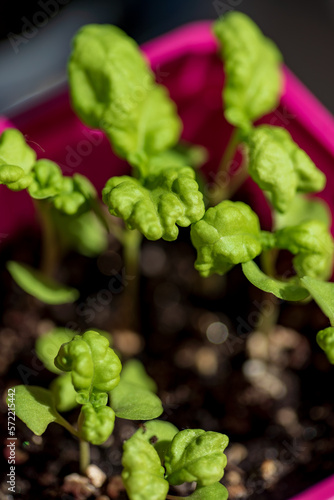 young shoots in the pots