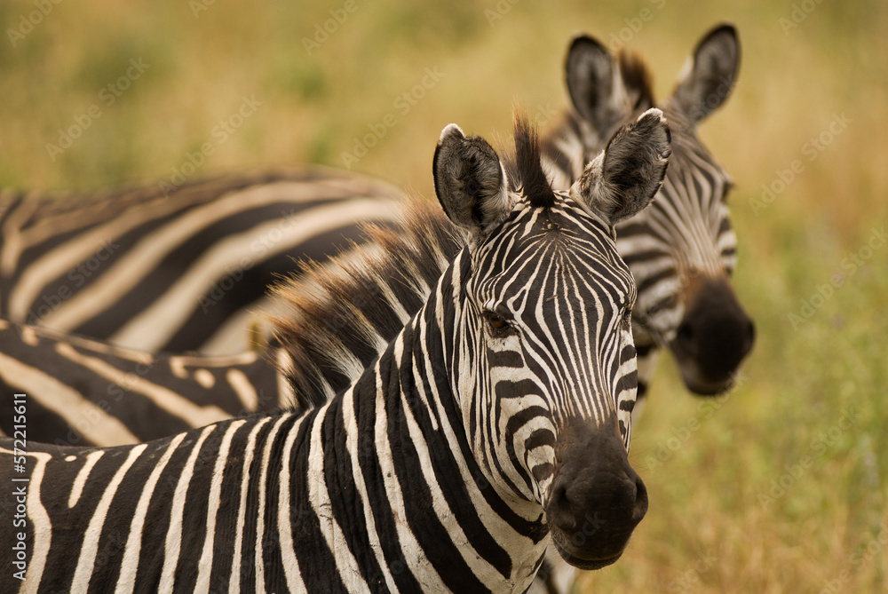 Fototapeta premium Zebras on the African sabannah (Safari in Ngorongoro Conservation Area)