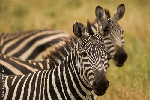 Zebras on the African sabannah  Safari in Ngorongoro Conservation Area 