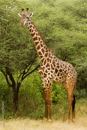 Giraffe  giraffa  in Lake Manayara National Park