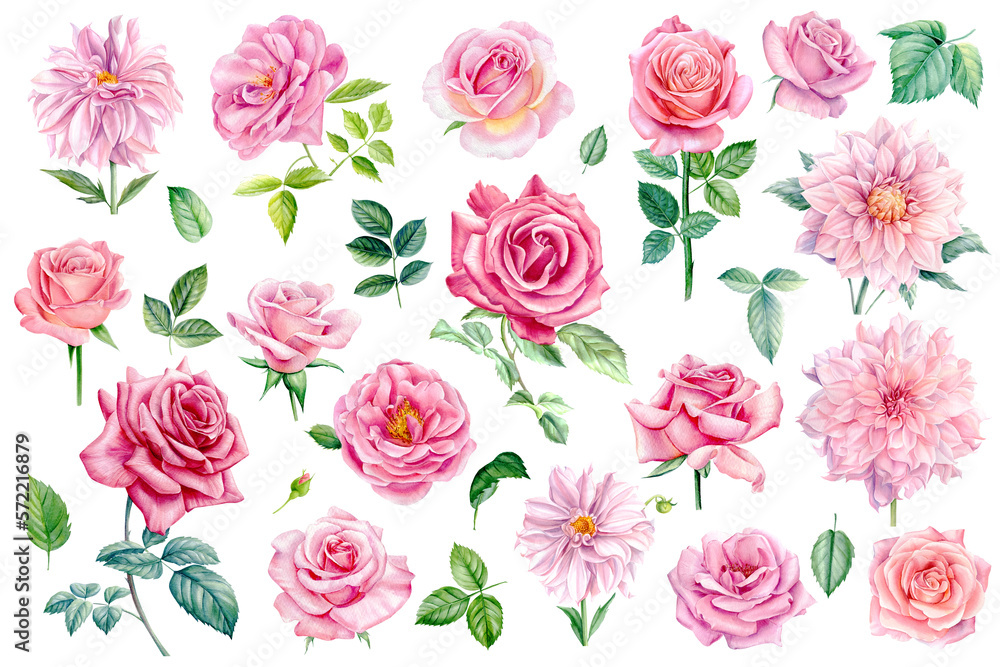 Roses, dahlia and leaves white background, watercolor illustration, Botanical painting. Light pink flowers Pastel colors