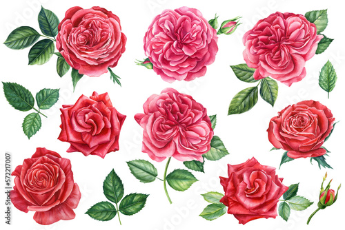 Red flowers set. Roses, buds and leaves on white background, watercolor illustration, floral clipart Botanical painting