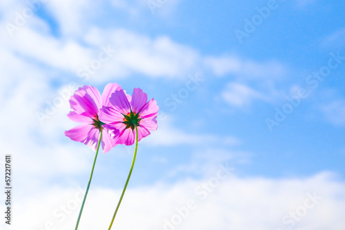 Beautiful cosmos flowers in garden.