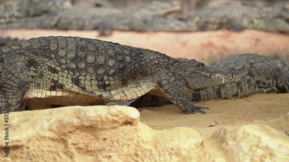 Scary Nile Crocodile Walking On Sandy Shore i Nature Reserve - Tracking Medium Scary Nile Crocodile Walking On Sandy Shore i Nature Reserve - Tracking Medium