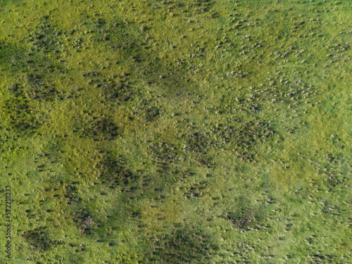 overhead view of farm paddock full of tufty green grass photo