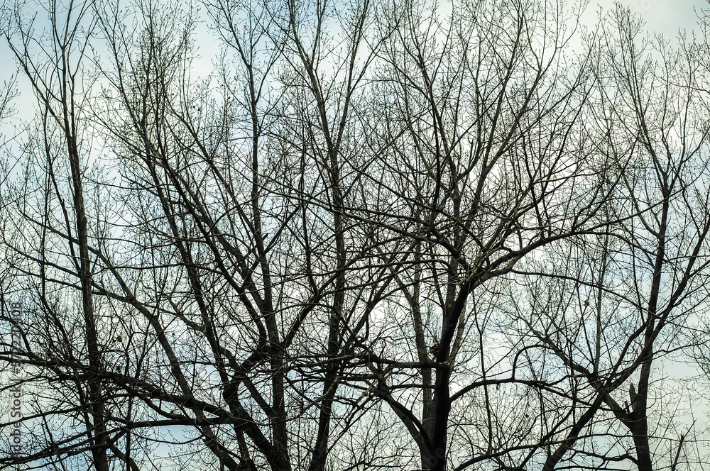 Group of leafless trees in winter. Group of leafless trees in winter.