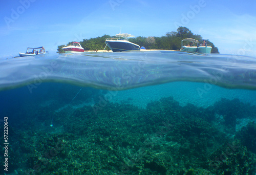 Fototapeta Naklejka Na Ścianę i Meble -  some beautiful coral reefs in the caribbean sea
