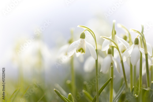 White flower, snowdrops in winter, white in white, Galanthus
