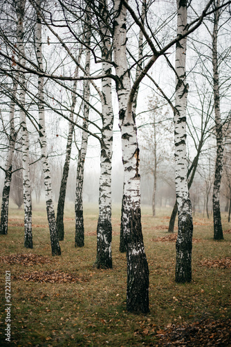 trees on a foggy morning