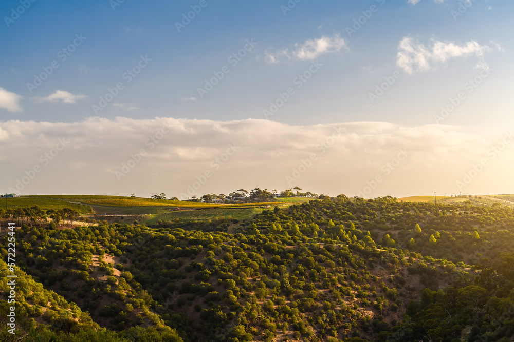 McLaren Vale Vineyards at sunset in South Australia viewed through Onkaparinga Gorge